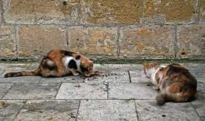 Cats having lunch in Malta